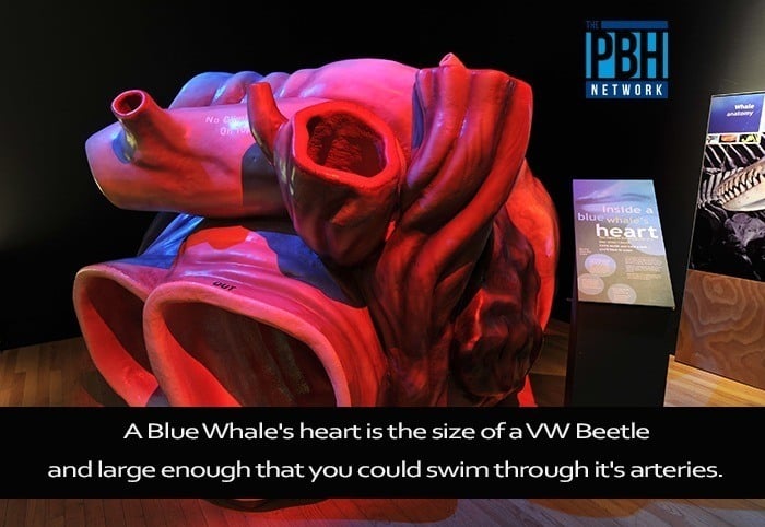 Amazing Facts Blue Whale Heart