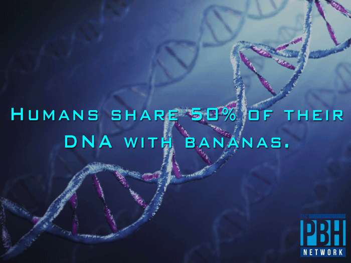 Human DNA Shared With Bananas