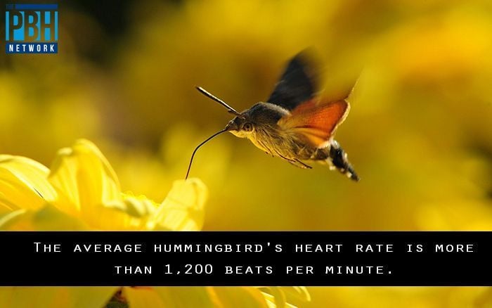Hummingbird Heart Rate