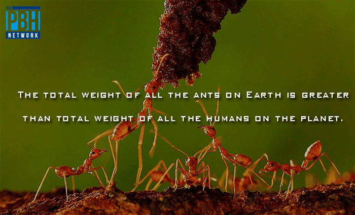 Weight Of Ants On Earth